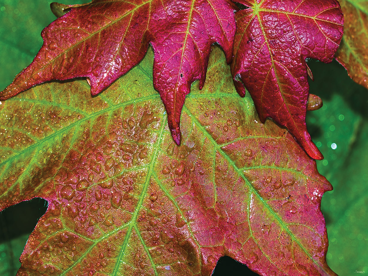 Nature Photography # 5