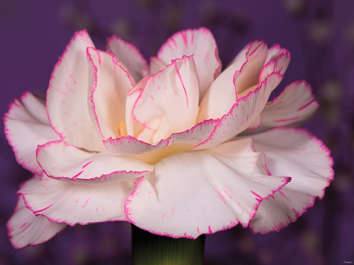 Pink and White Flower
