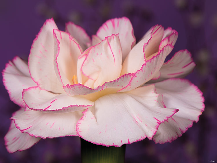 Pink and White Flower