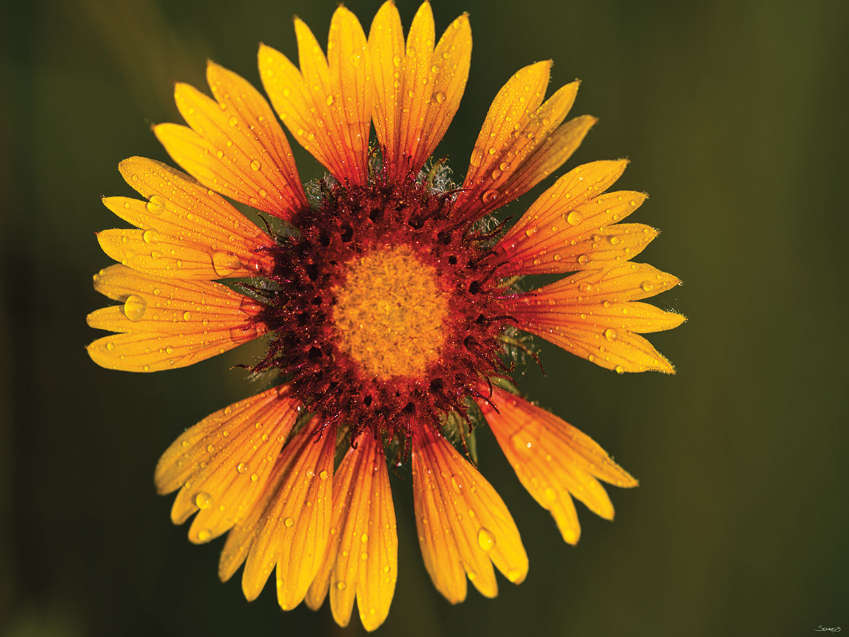 Yellow Flower Photography