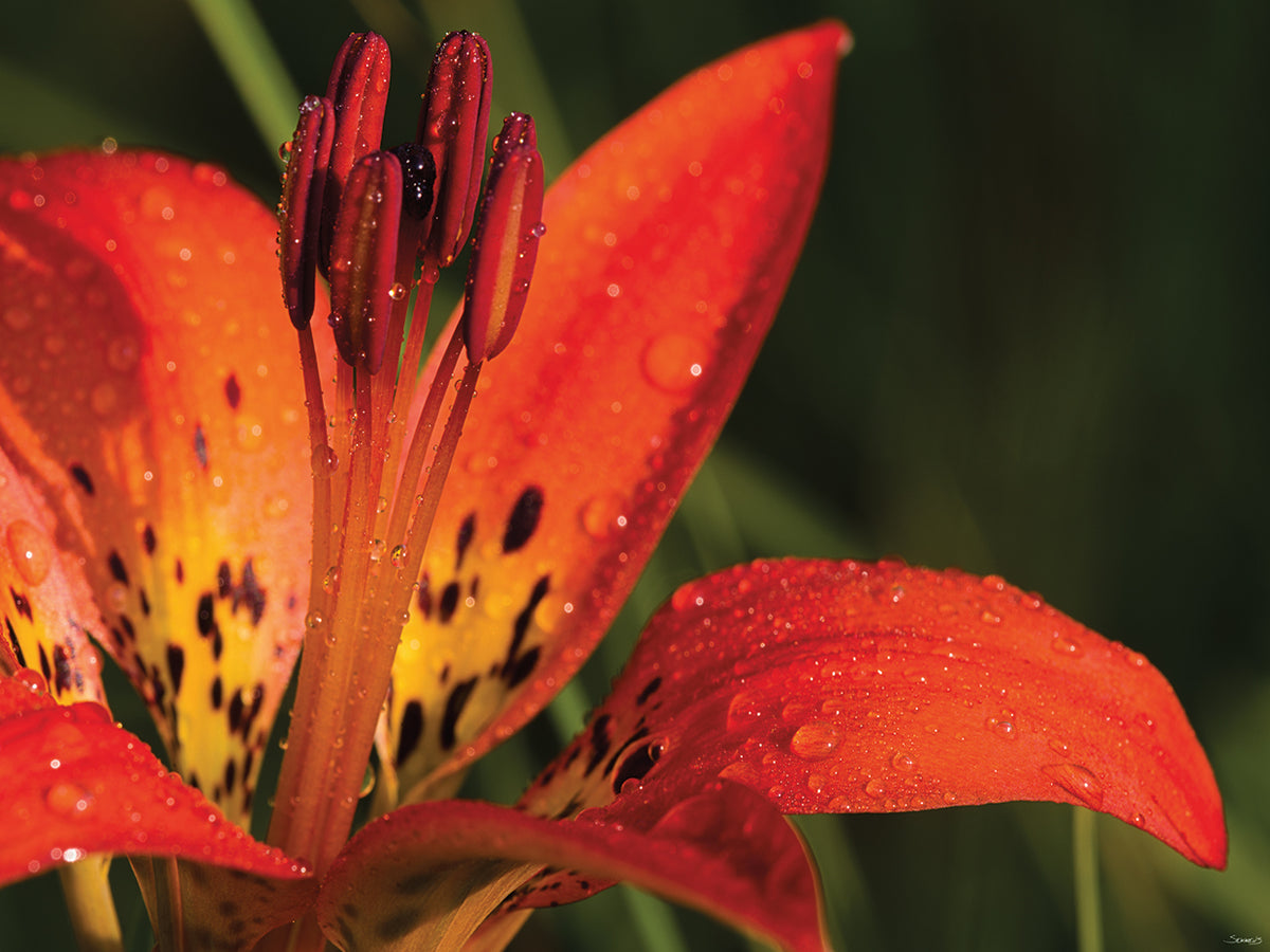 Orange with Dots Flower