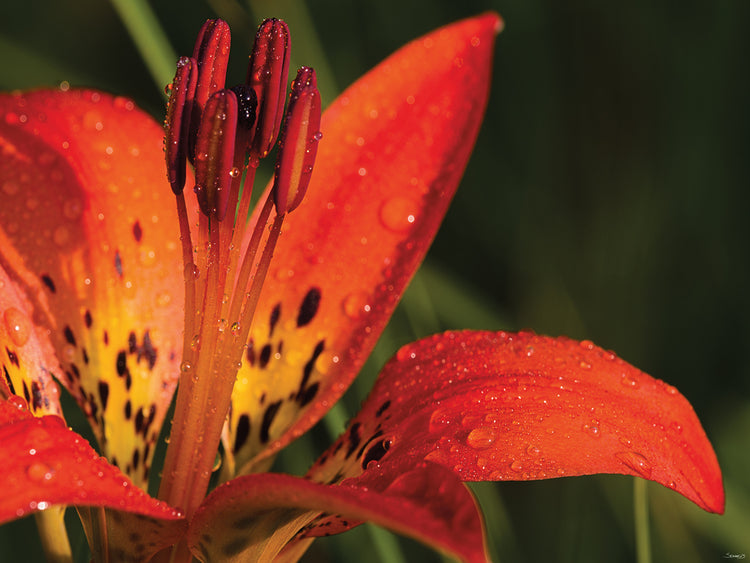 Orange with Dots Flower