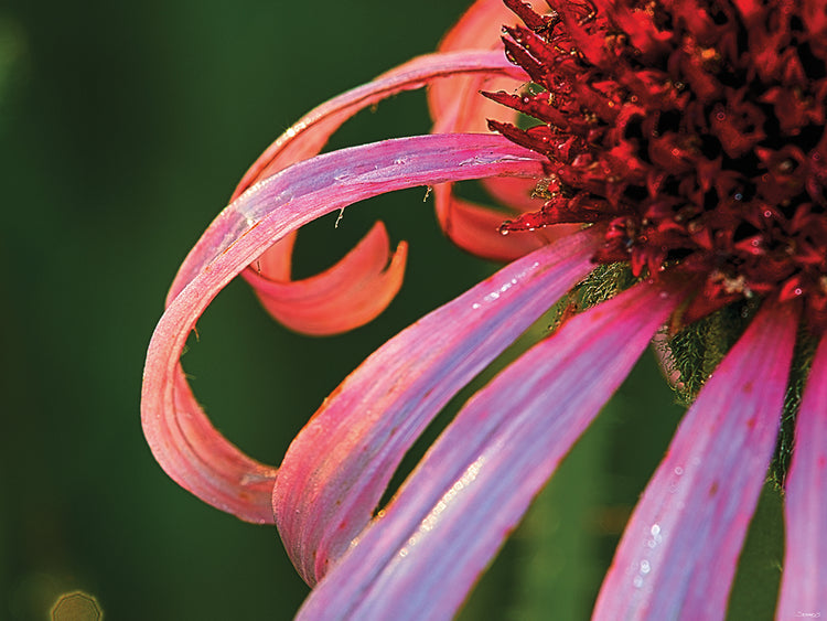 Flower Close up Photography