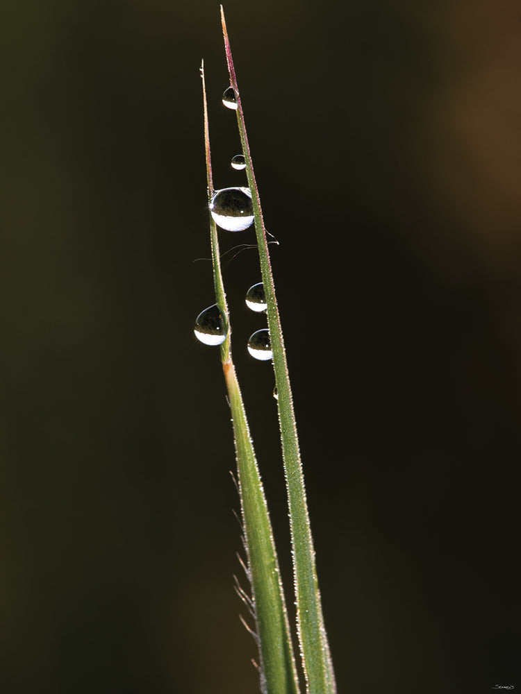 Rain Drops on a Plant by nature photographer Gordon Semmens is botanical fine art photo printed on canvas or framed canvas