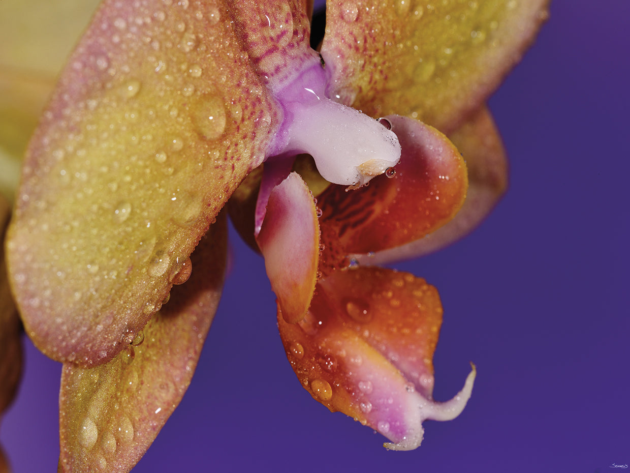 Orchid Close Up Photography