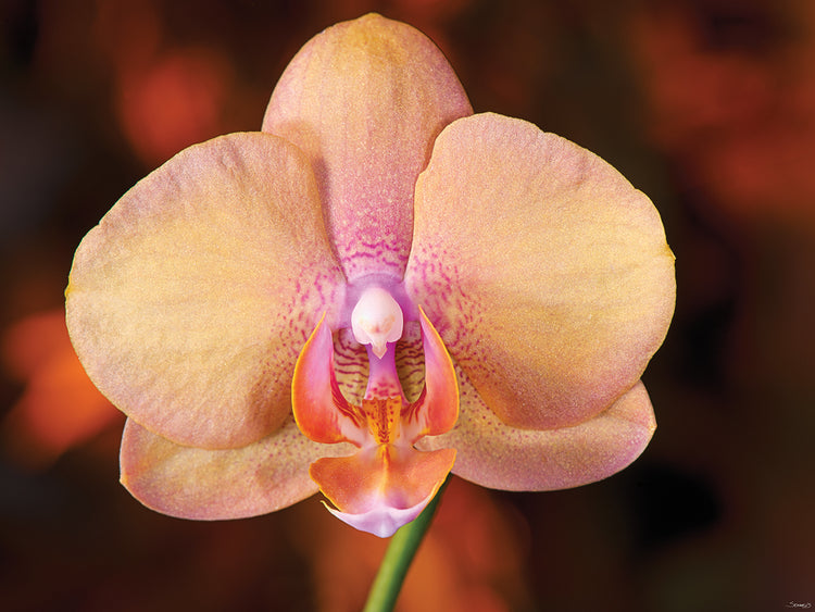 Orange Orchid