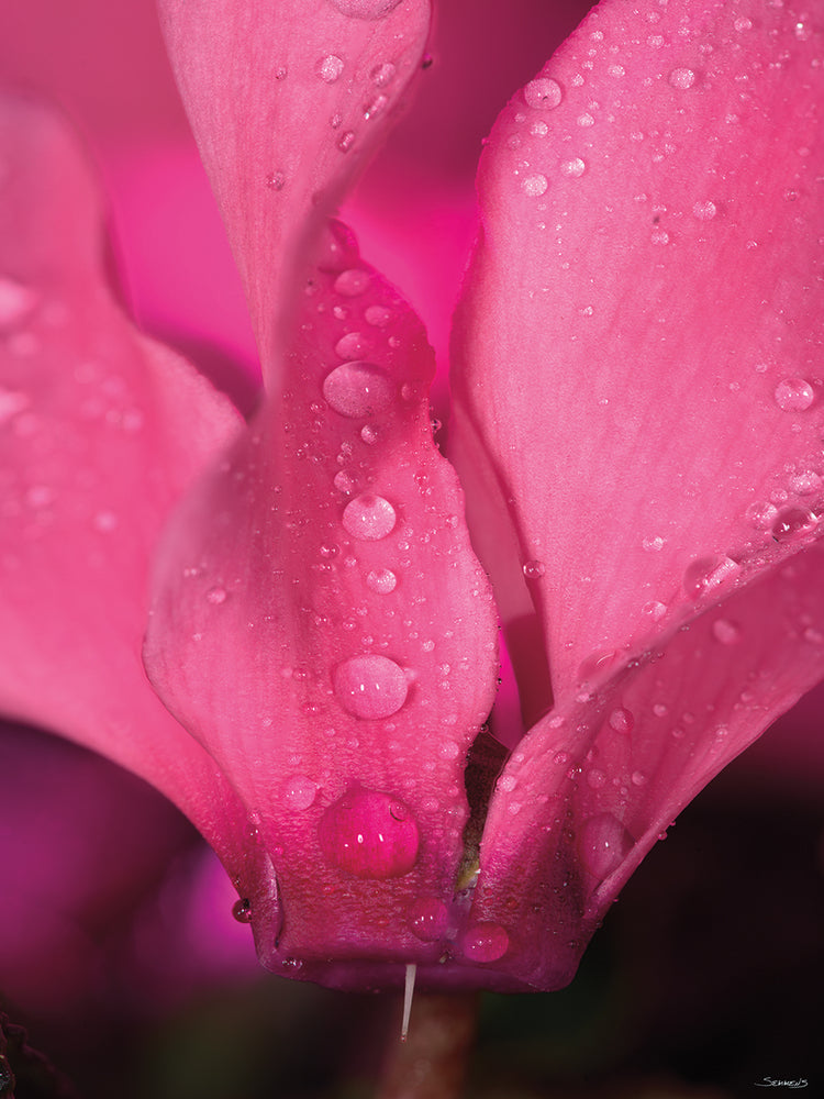 Drops on Pink Flower
