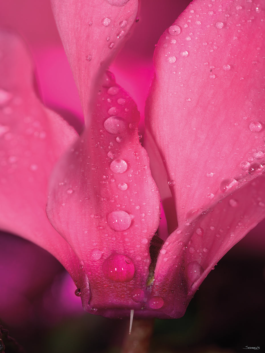 Drops on Pink Flower