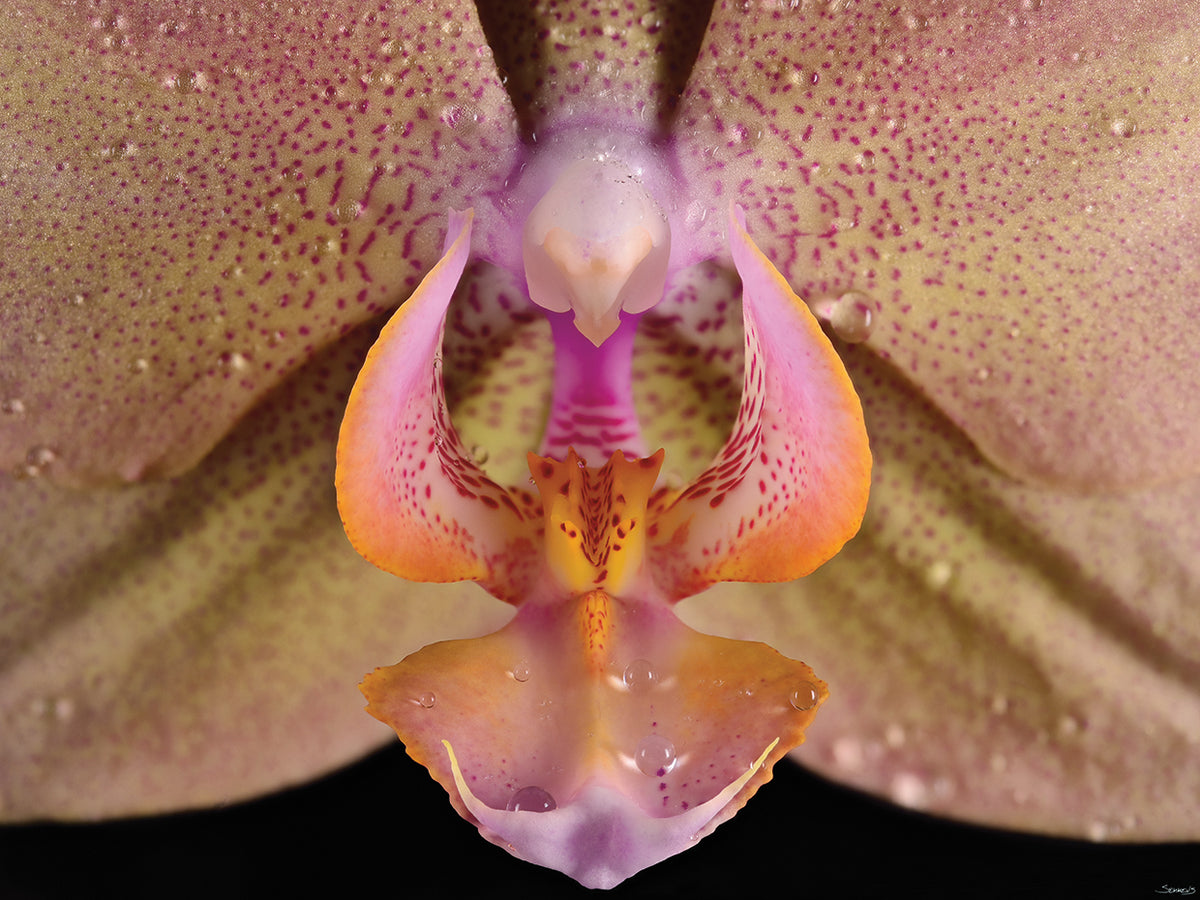 Dotted Orchid Close up Photography