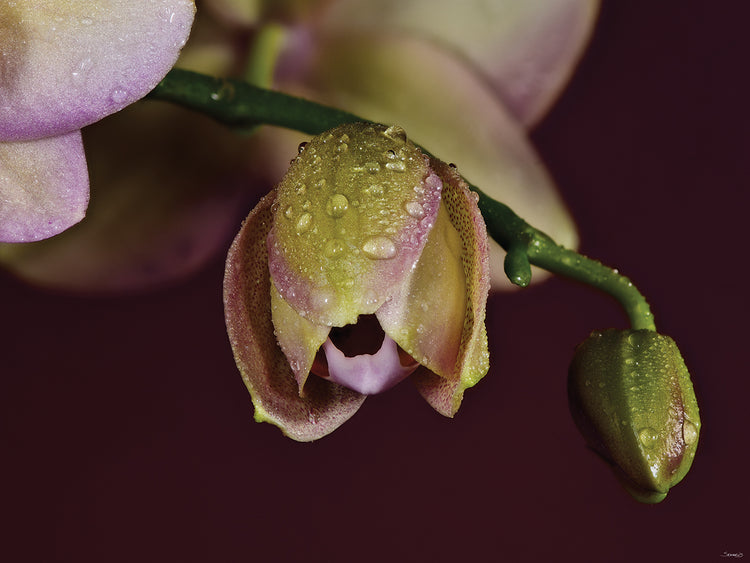 Orchid Buds