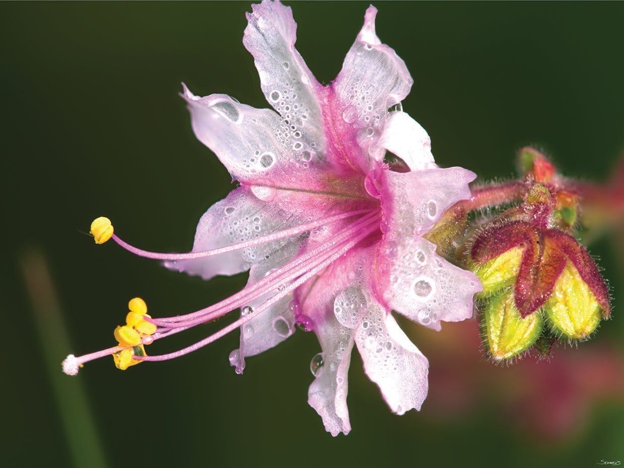 Blossom and Raindrops