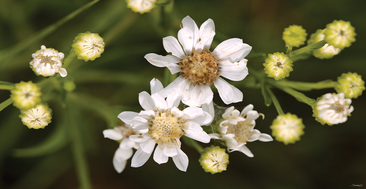 White Flowers Buds