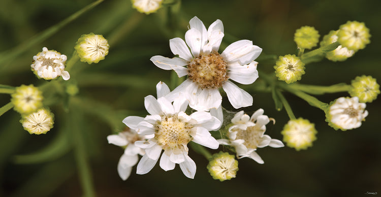 White Flowers Buds