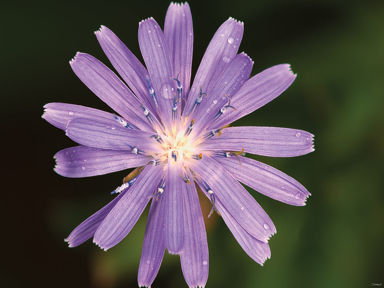 Blossom and Raindrops # 2