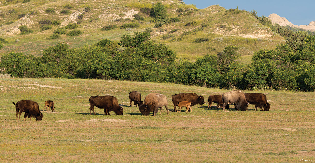 Buffalo on the Wild