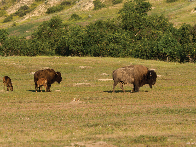 Buffalo Family