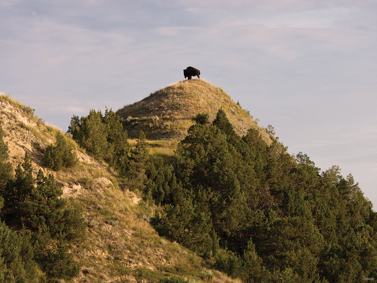 Buffalo at the Top