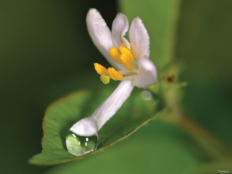 Small White Flowers