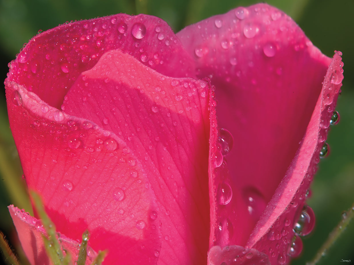 Water Drops on Pink Tulip