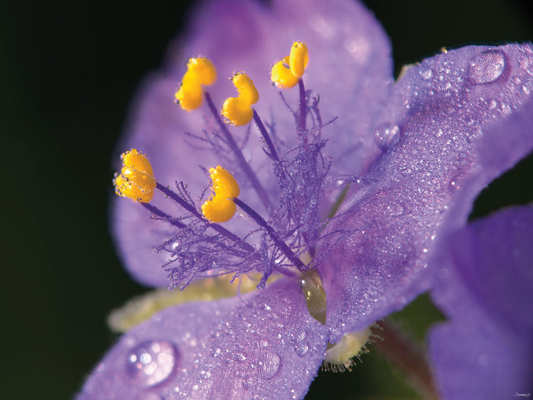 Raindrops on Lilac