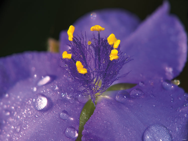Raindrops on Lilac # 2