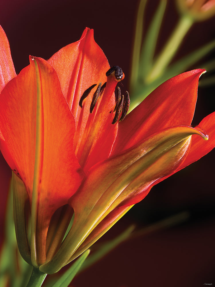Orange Flower close up