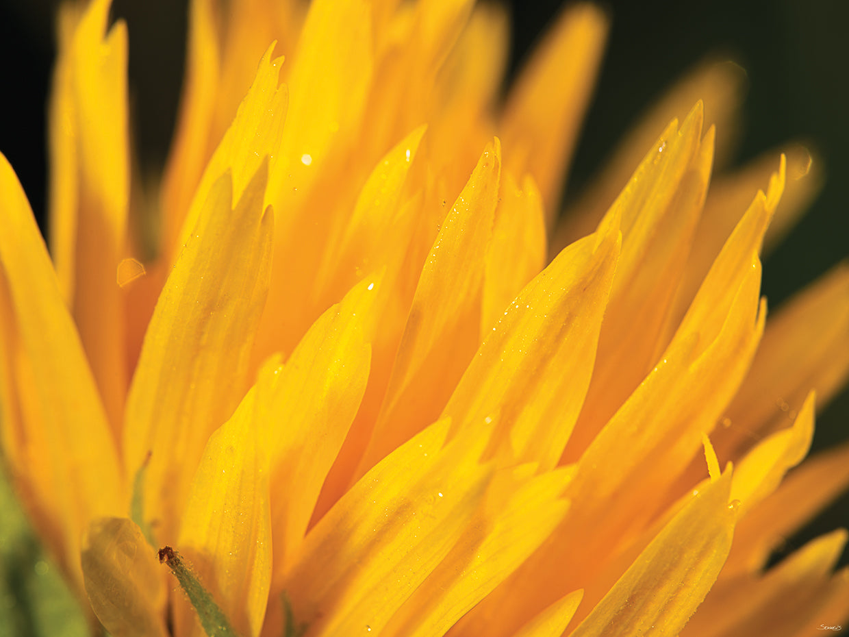 Sunflowe Close up Photography