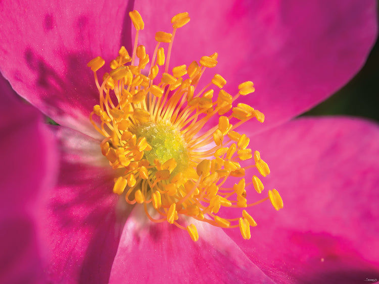 Pistils on Pink Flower