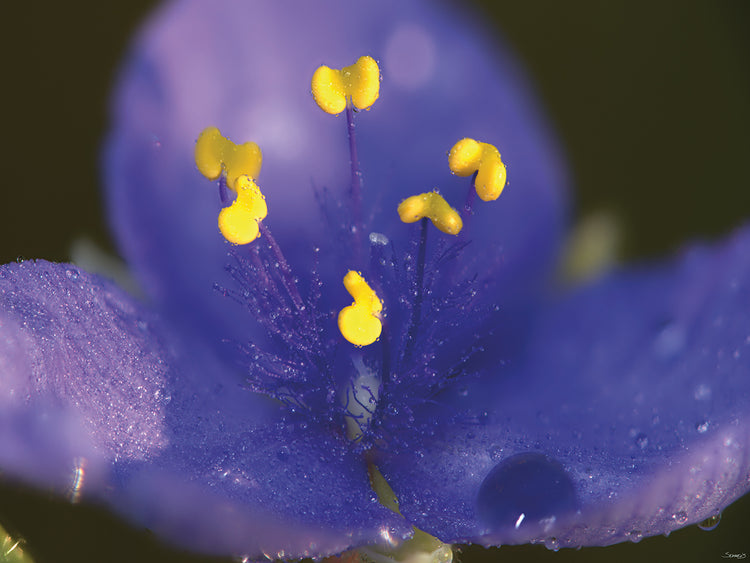 Lilac Close up Photography