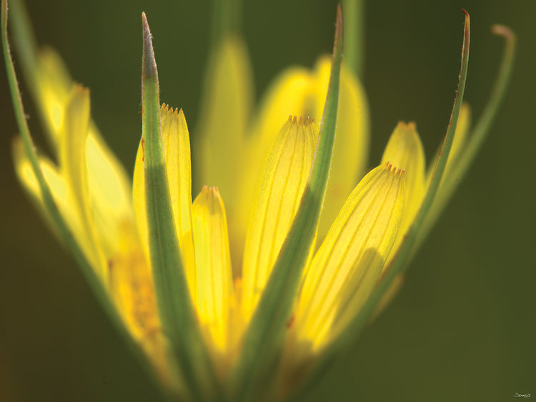 Blooming Yellow flower