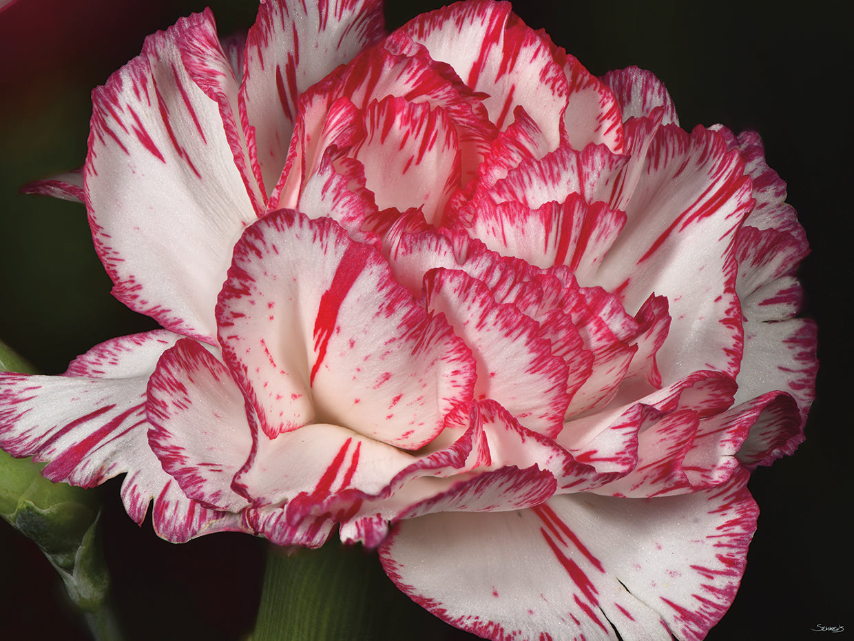 Pink and White Carnation Flower