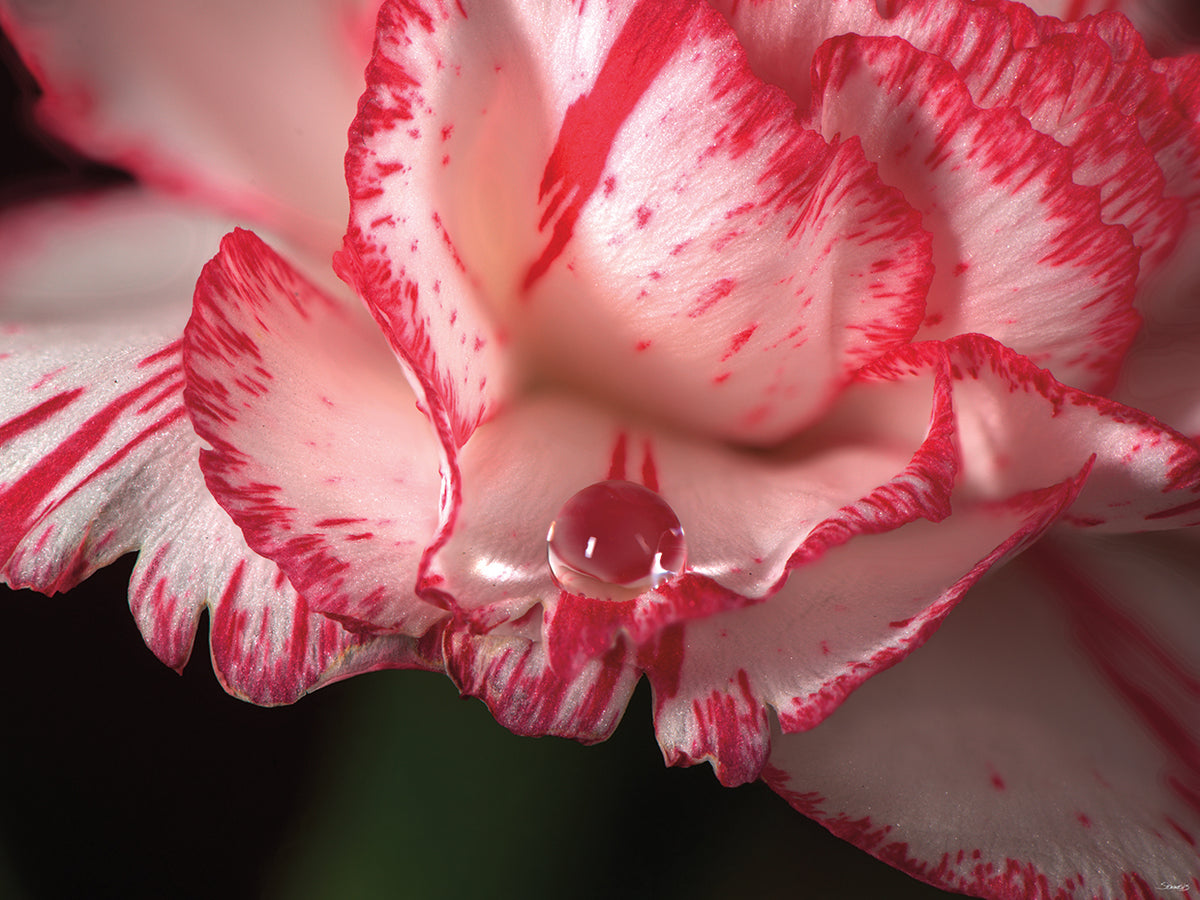 Water Drop on Petal # 2