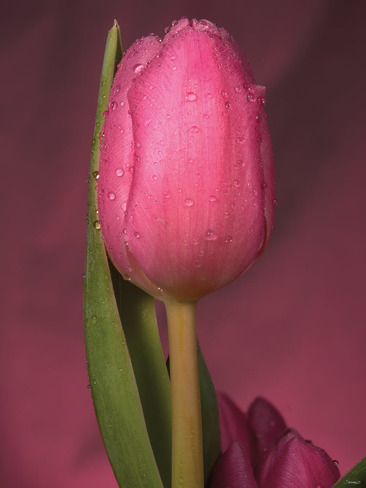 Pink Close Bud