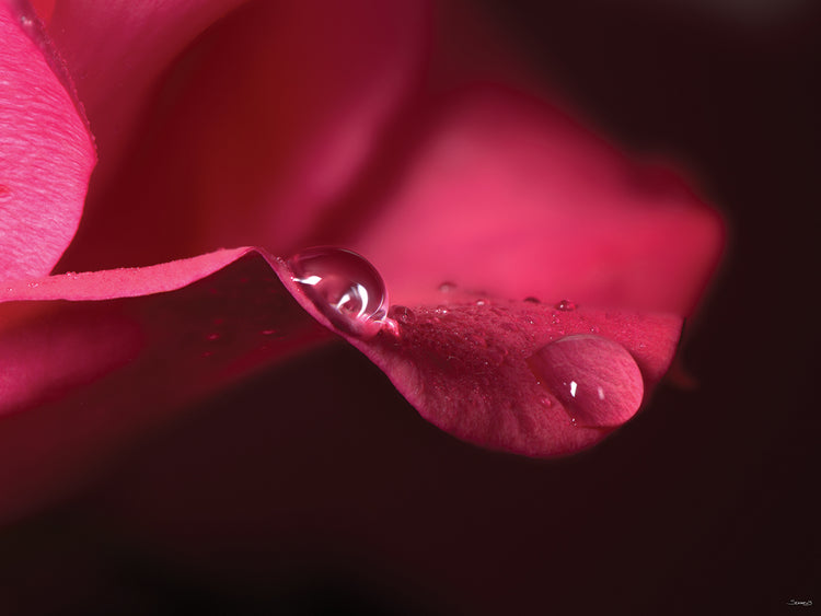 Water Drop on Petal # 3