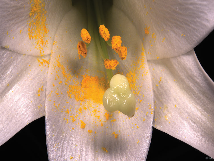 Pollen Flower