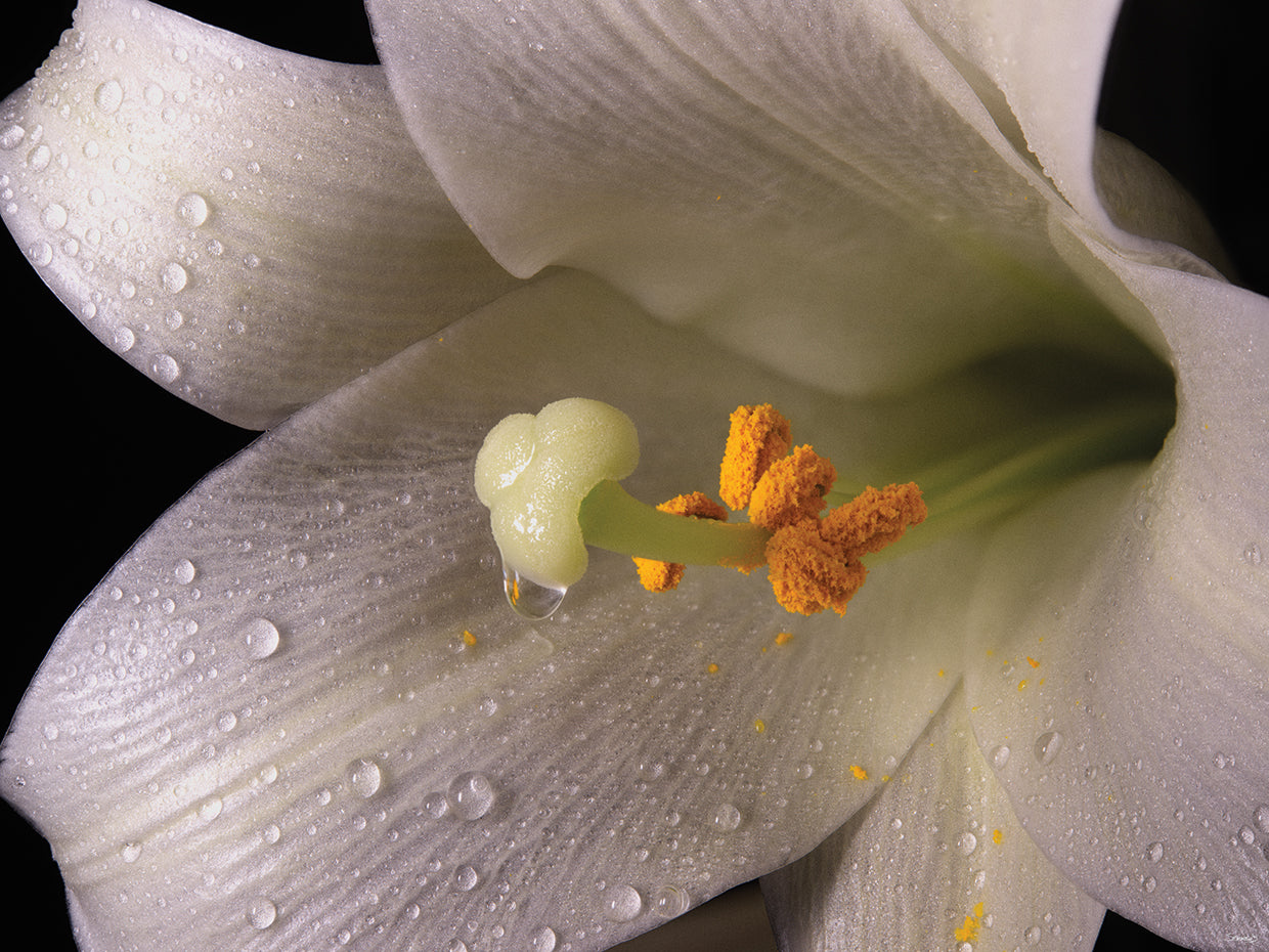 White Flower Close Up # 2