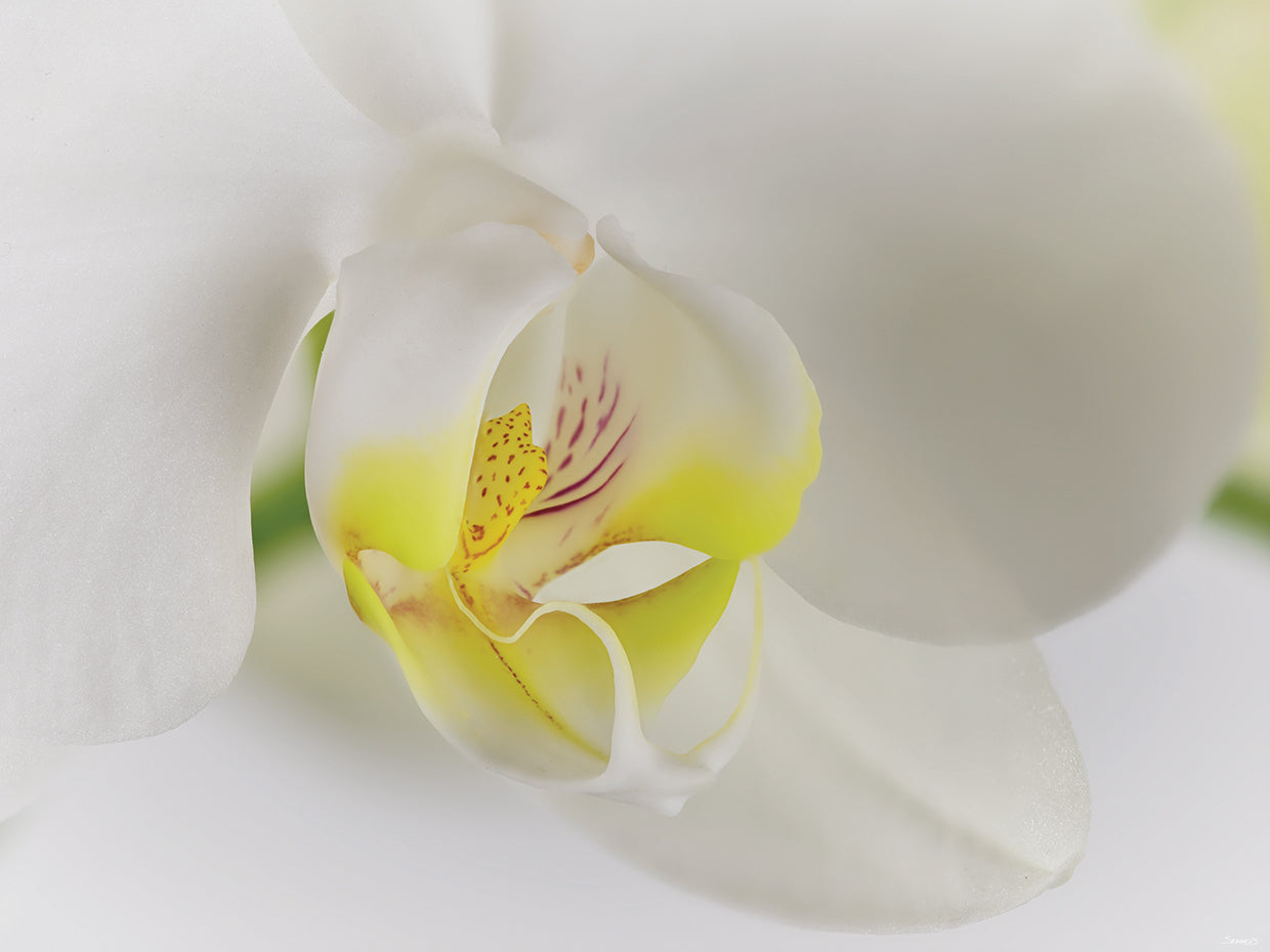 White Orchid