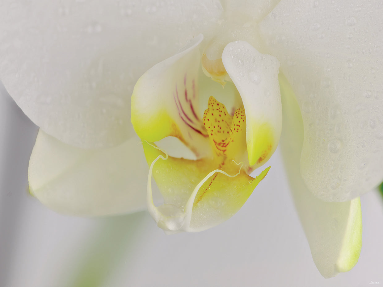 White Orchid # 3