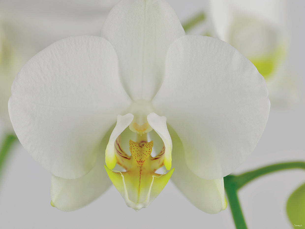White Orchid # 4