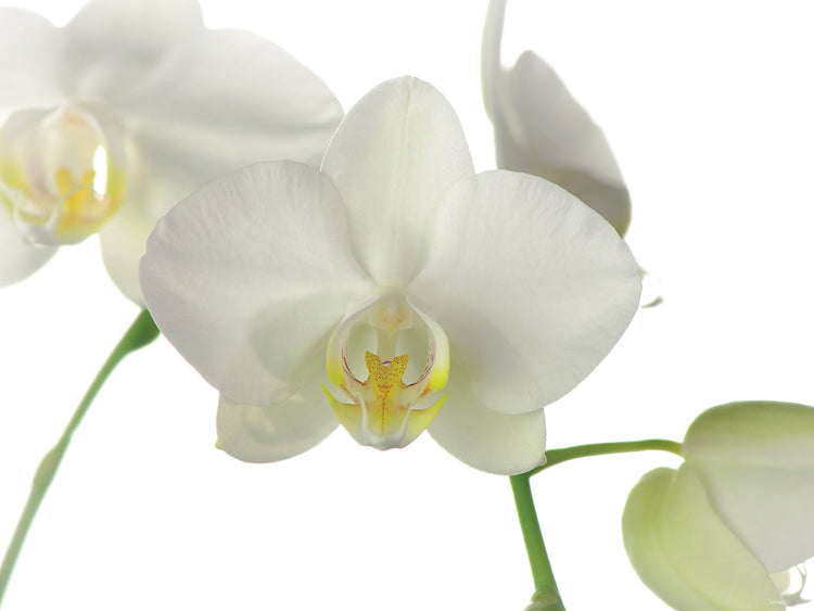 White Orchid # 5