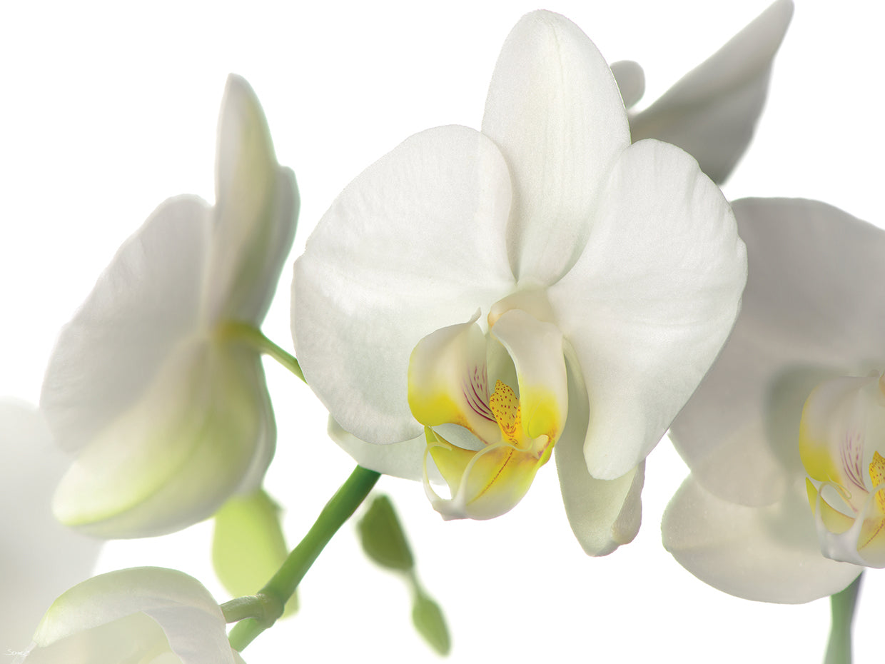 White Orchid # 6