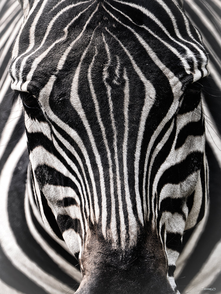 Zebra Portrait