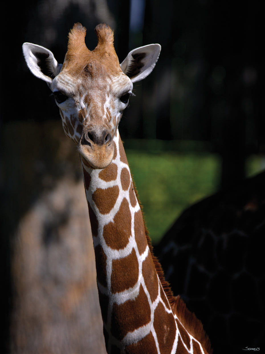 Giraffe Portrait