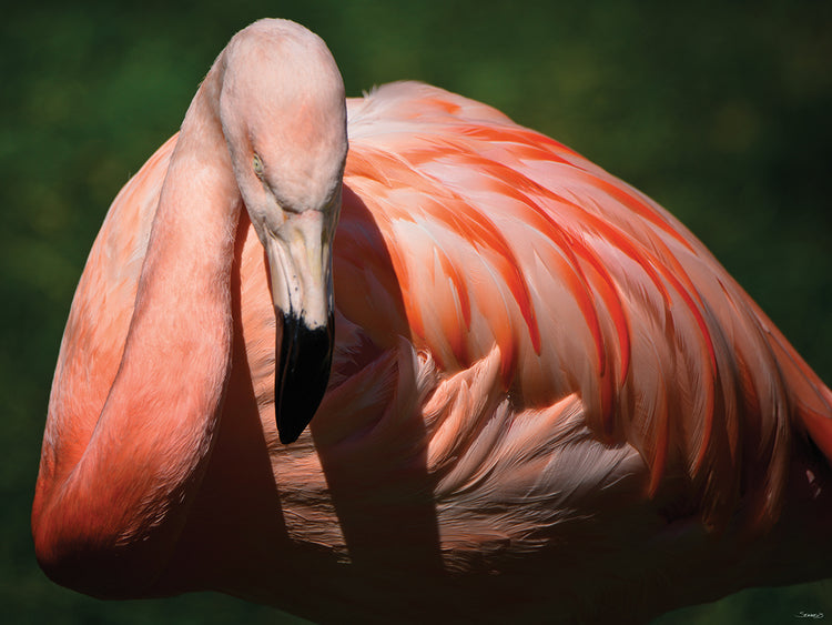 Flamingo