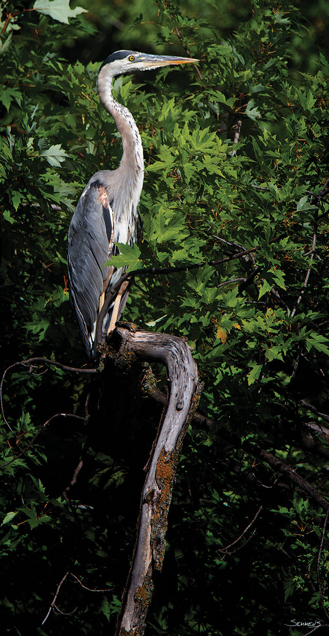 heron-gordon-semmens