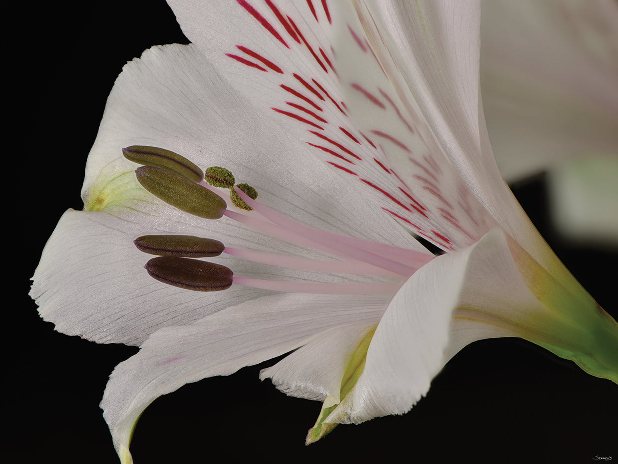 White Flower Close Up # 3