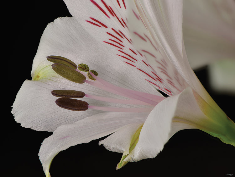 White Flower Close Up # 3