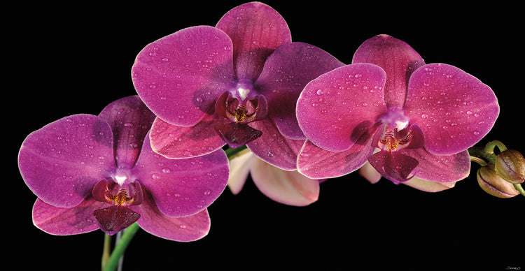 Purple Orchids