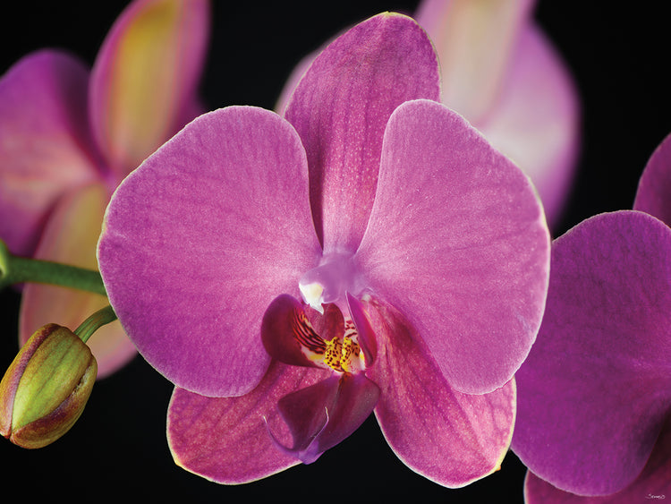 Purple Orchid # 3