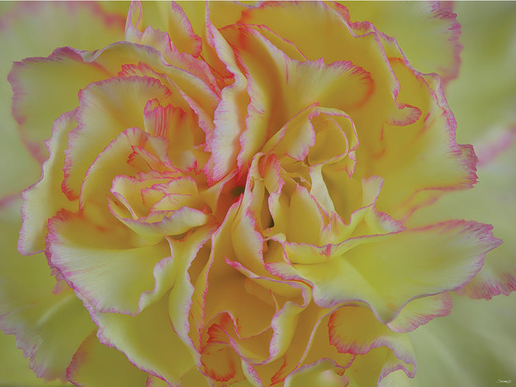 Pink and Yellow Carnation Flower